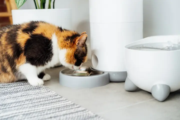 smart pet feeder